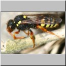 Nomada fucata - Wespenbiene w01b 8mm.jpg